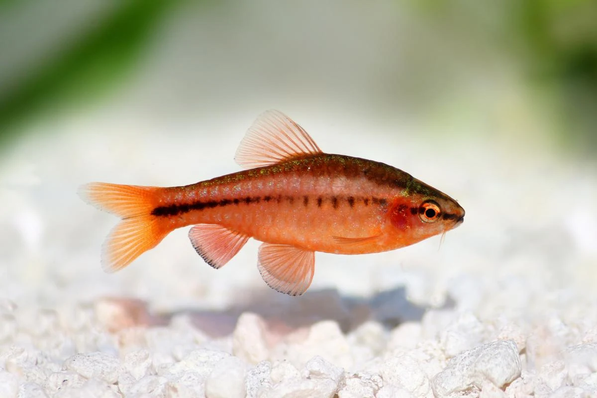 Ikan Hias Cherry Barb (Puntius titteya) - Ikanhiasku.net