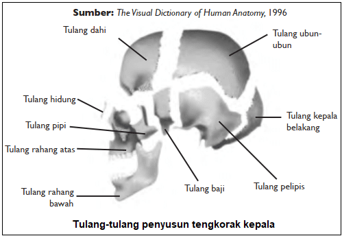 Gambar dan Nama Bagian Tulang Tengkorak