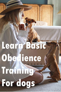 Learn Basic Obedience Training For dogs