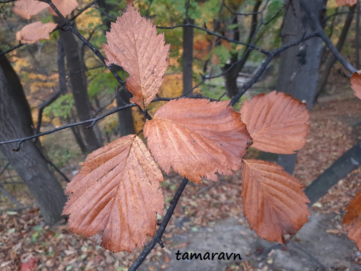 Мелкоплодник ольхолистный / Рябина ольхолистная (Micromeles alnifolia, =Sorbus alnifolia)