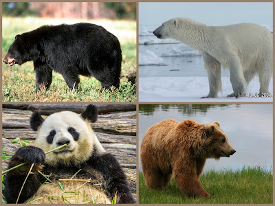 クマ 熊 の種類一覧図鑑 フリー画像写真集 日本と世界に分布する全種を解説 里海 Web水族館 動物園 昆虫館 植物園
