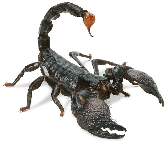 Scorpion bite and it's Medicine 