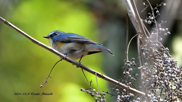 宮城の野鳥