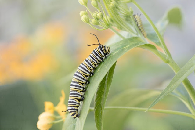 How To Control Caterpillar Infestation on Your Trees And Plants?