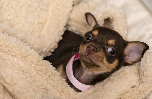 Chihuahua Dogs for Sale in Arizona