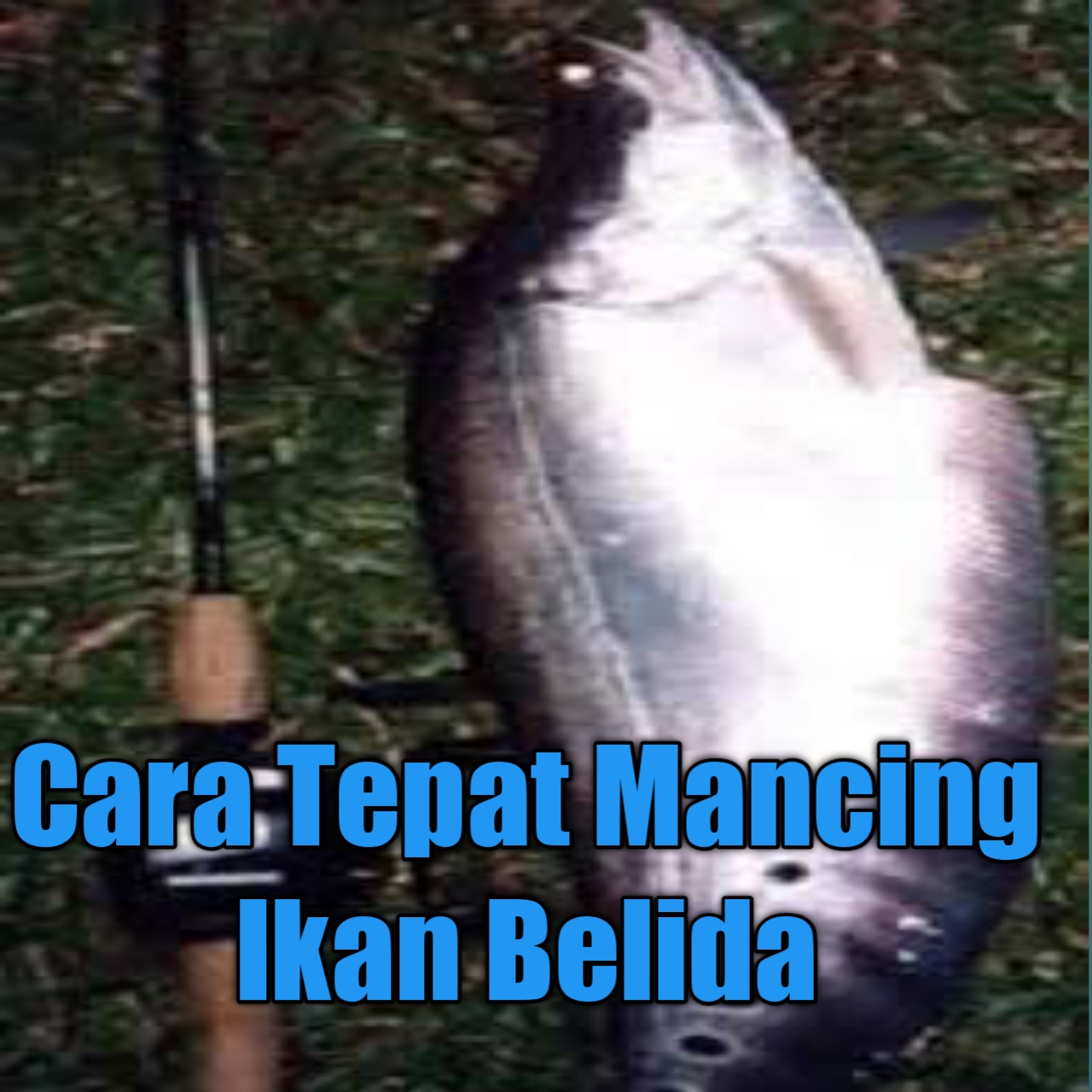 Umpan Mancing Ikan Belida Yang paling Baik Di Gunakan