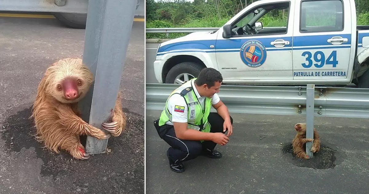 Ecuadorian Police Rescue Adorable Sloth Who Had Ventured Onto The Road Near The City Of Quevedo