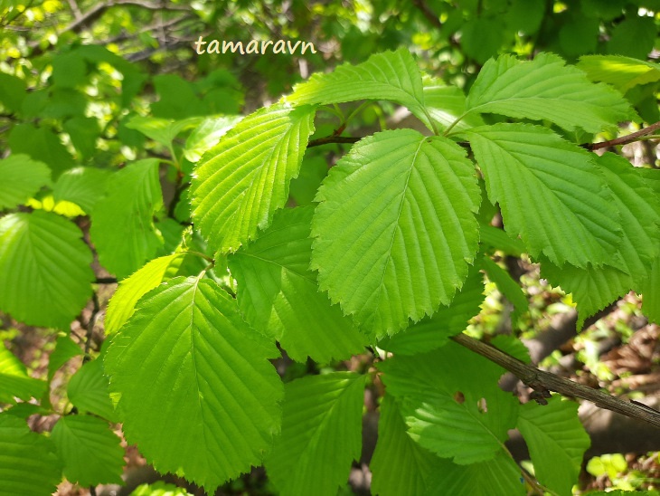 Мелкоплодник ольхолистный (Micromeles alnifolia)