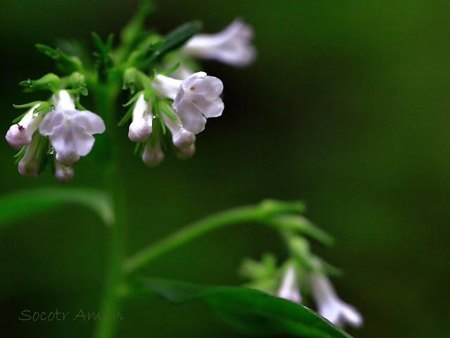 Ancistrocarya japonica