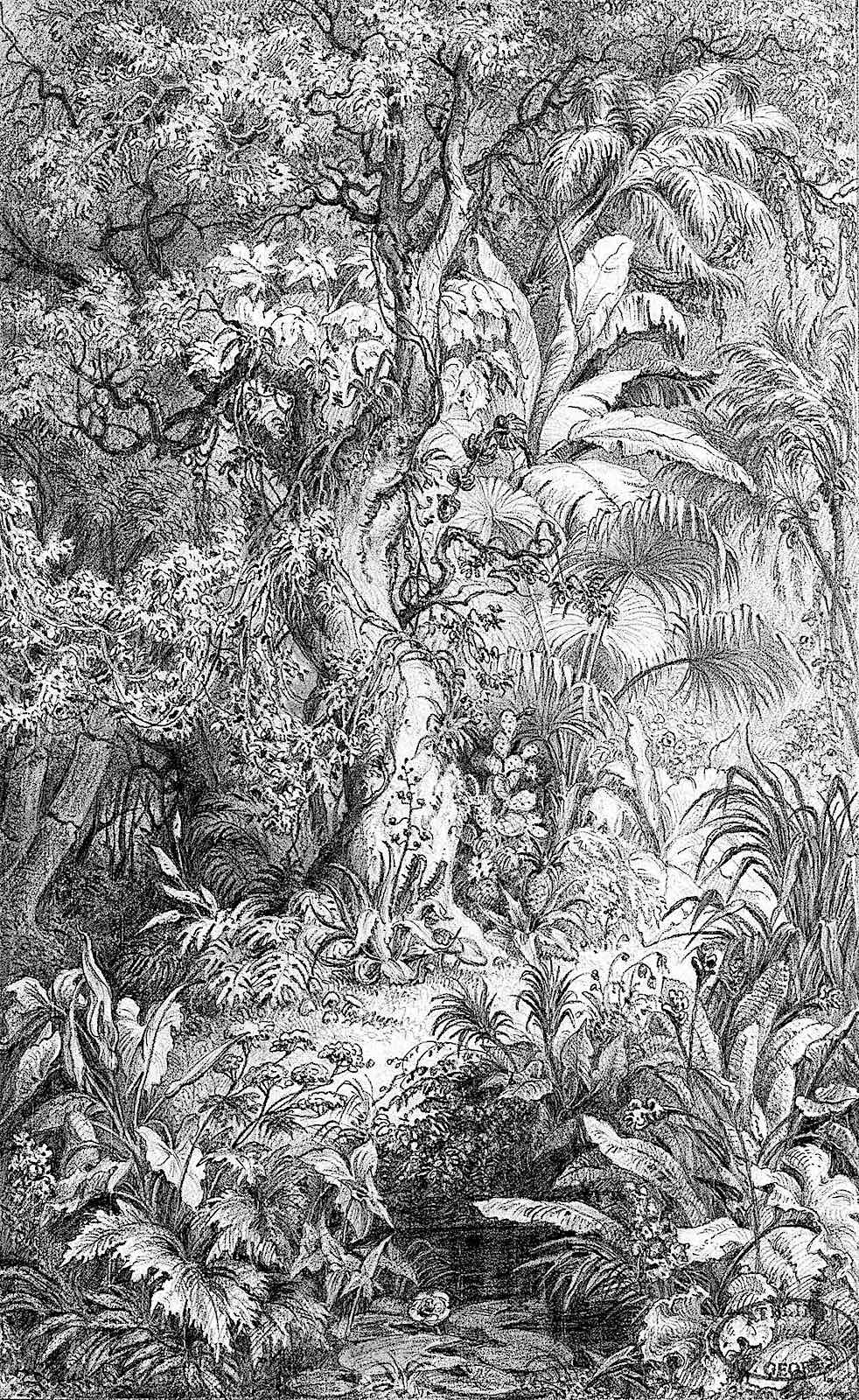 a Wilhelm Georgy illustration 1800s, jungle foliage