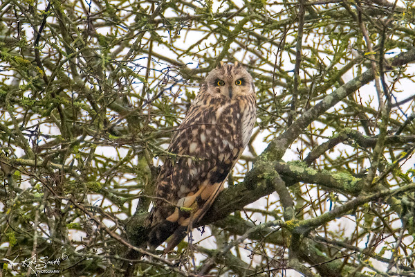 Short eared owl