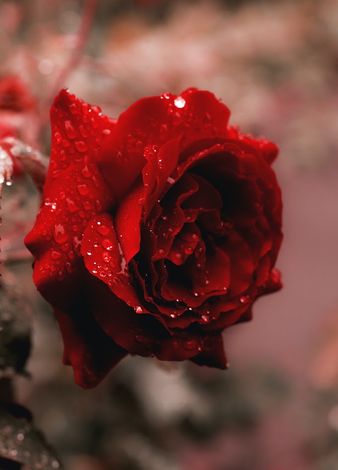 Best 14 types of romantic Flowers