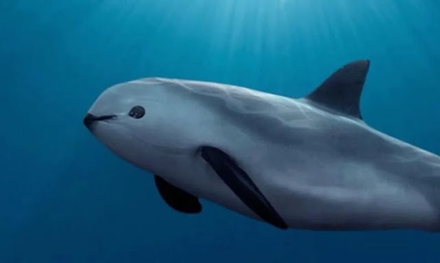 Mais raro mamífero marinho à beira da extinção