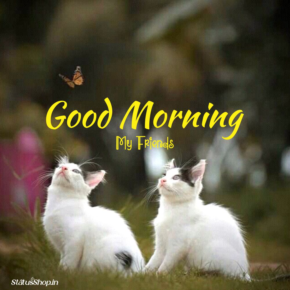 Beautiful Good Morning Images Cat Beautiful-Good-Morning-Images-Cat