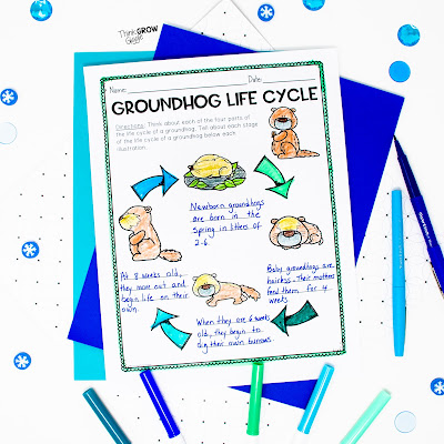 groundhog life cycle activity for the classroom