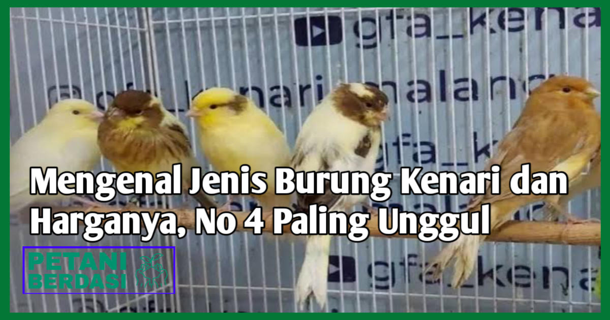 Mengenal Jenis Burung Kenari dan Harganya