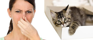 Cómo sacar el olor fuerte de gatos de tu casa