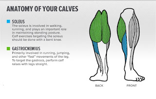 Anatomy of Calf muscles