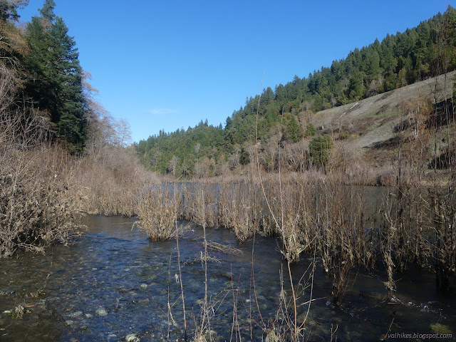 10: water and weeds