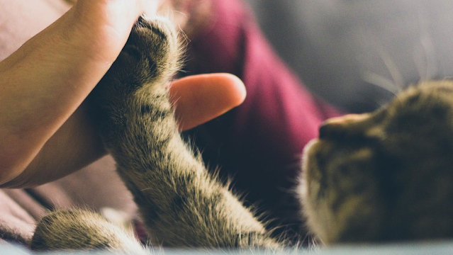 personal bienestar Debe Los gatos aprecian el 'tête-à-tête' y reconocen si su dueño les habla, - Al  Minuto