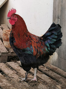 Marans-Hahn schwarzkupfer