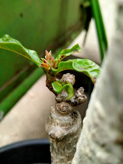 penampakan daun adenium yang tidak tumbuh subur