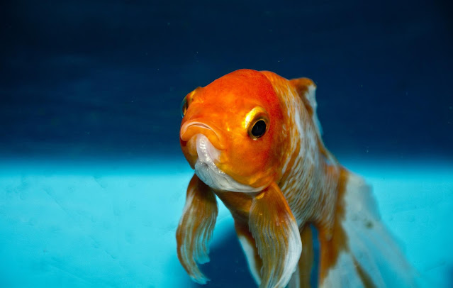 Varieties of goldfish,