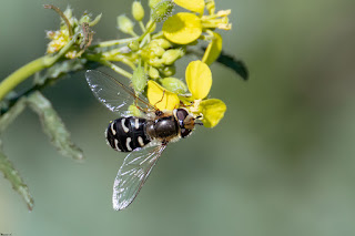 mosca-cernidora-scaeva-pyrastri-hembra