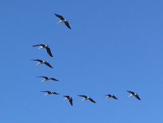 Aerodynamics affect airplanes and jets as well as bicycles. The intricacies of migratory bird formations like these pelicans are far more complex and exhibit creation.