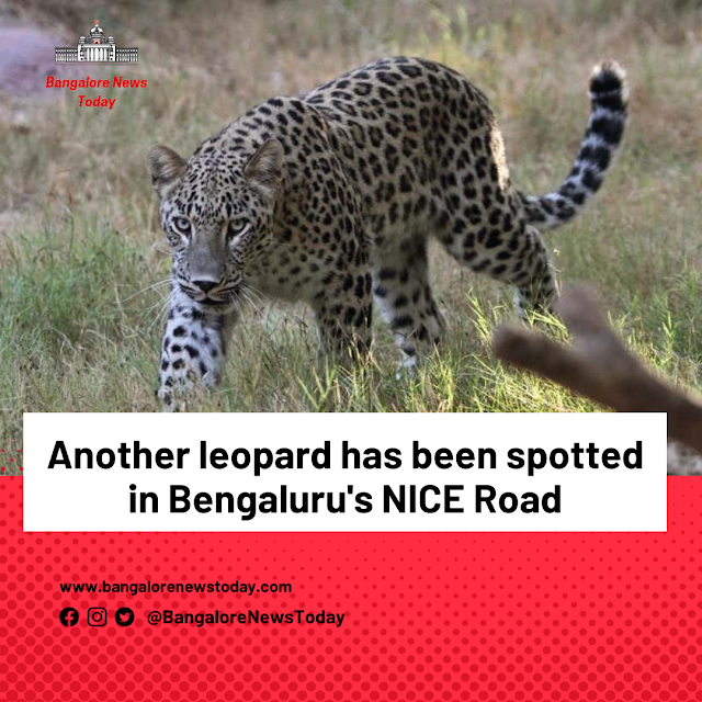 leopard in bangalore