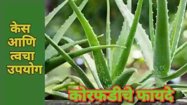 कोरफड मराठी फायदे | Benifits of aloevera for skin and hair