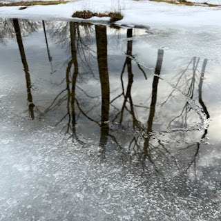 凍った水たまりに映る木々