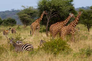 Budget African safari tours