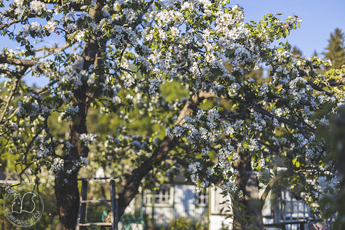 Oravankesäpesä siirtolapuutarha toukokuu omenapuu omenapuunkukka
