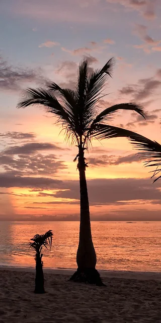 Tropical Beach Coconut Palm Trees Wallpaper