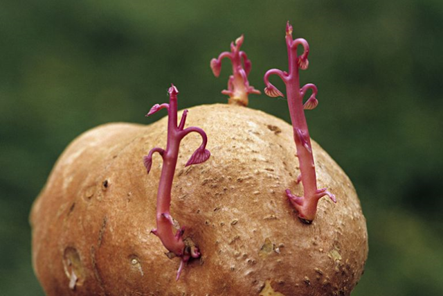 Natural vegetative propagation of Sweet potato sprouting new plants from the eyes