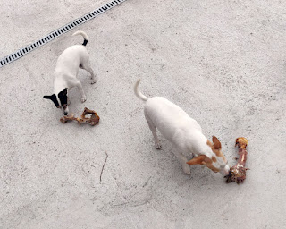 Thelma and Louise with goat bone