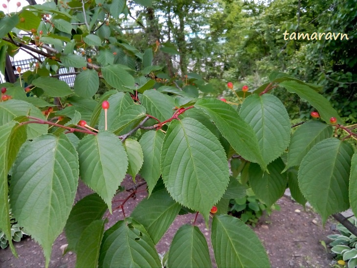 Вишня сахалинская / Вишня Саржента (Cerasus sachalinensis, =Cerasus sargentii)