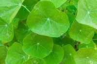 nasturtium-leaves-healthnfitnessadvise.blogspot.com