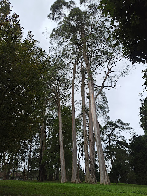 pohon tinggi di kebun raya cibodas