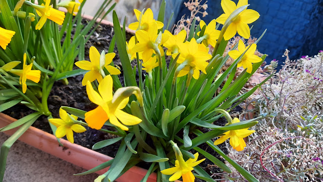 Narcisos Tête à Tête (Narcissus spp.).