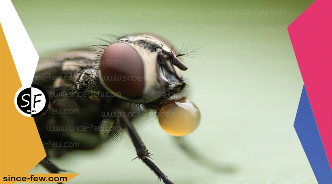 Information About Housefly