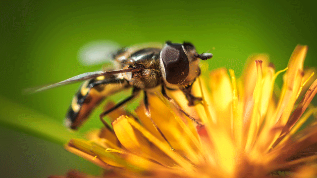 ما أسباب اختفاء النحل؟