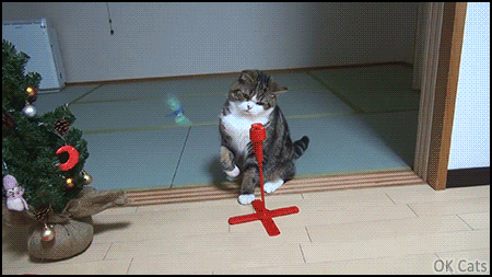 Christmas Cat GIF • Funny 'Maru' plays with his Xmas present, a flying butterfly toy