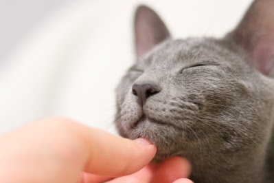 image shows short-haired Russian Blue CAt being stroked under the chin its eyes are closed  and it is leaning into the hand