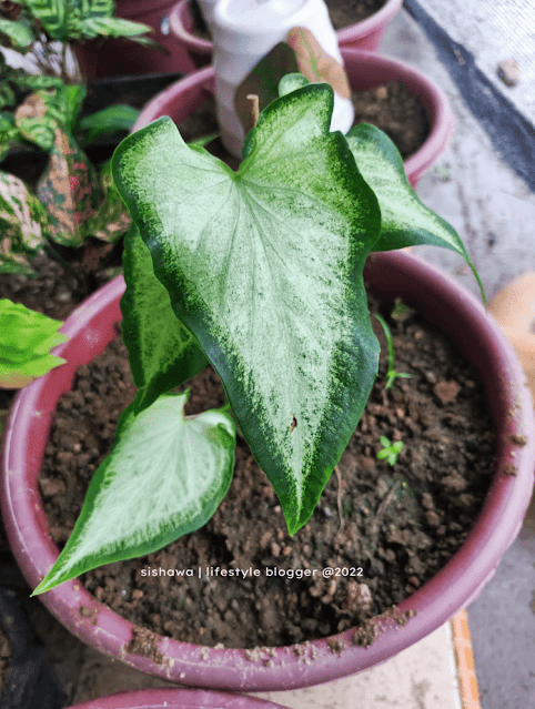 jenis-pokok-keladi-popular