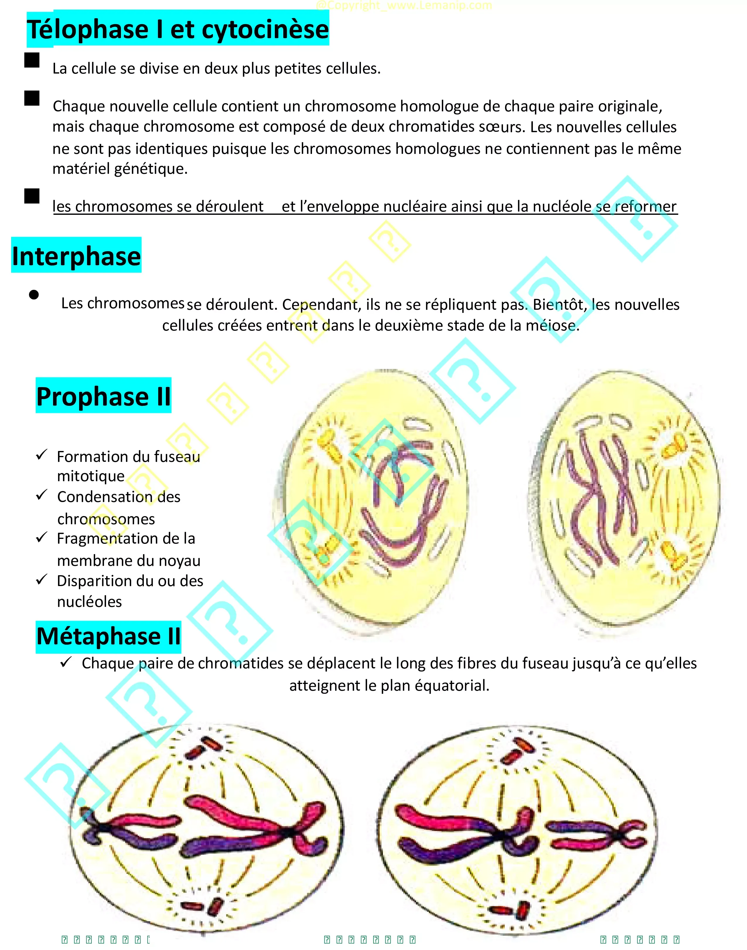Télophase I et cytocinèse