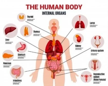 Sistem Organ pada Hewan dan Manusia