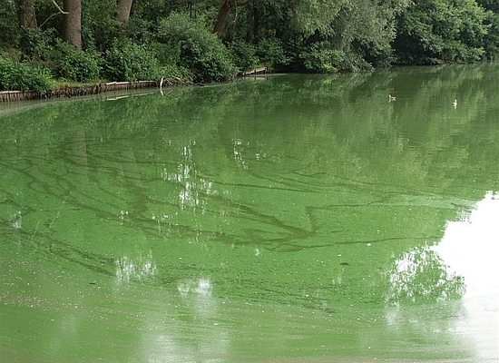 Afbeelding 1. Blauwalgen in de Groote Melanen (2010). In: Blauwalgen duurzaam verdwenen na watersysteemherstel in de Groote Melanen