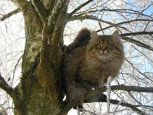 Tibetan cats boast long and robust fur, providing them protection from the cold